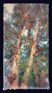 The longest  eucalyptus tree i have ever seen !